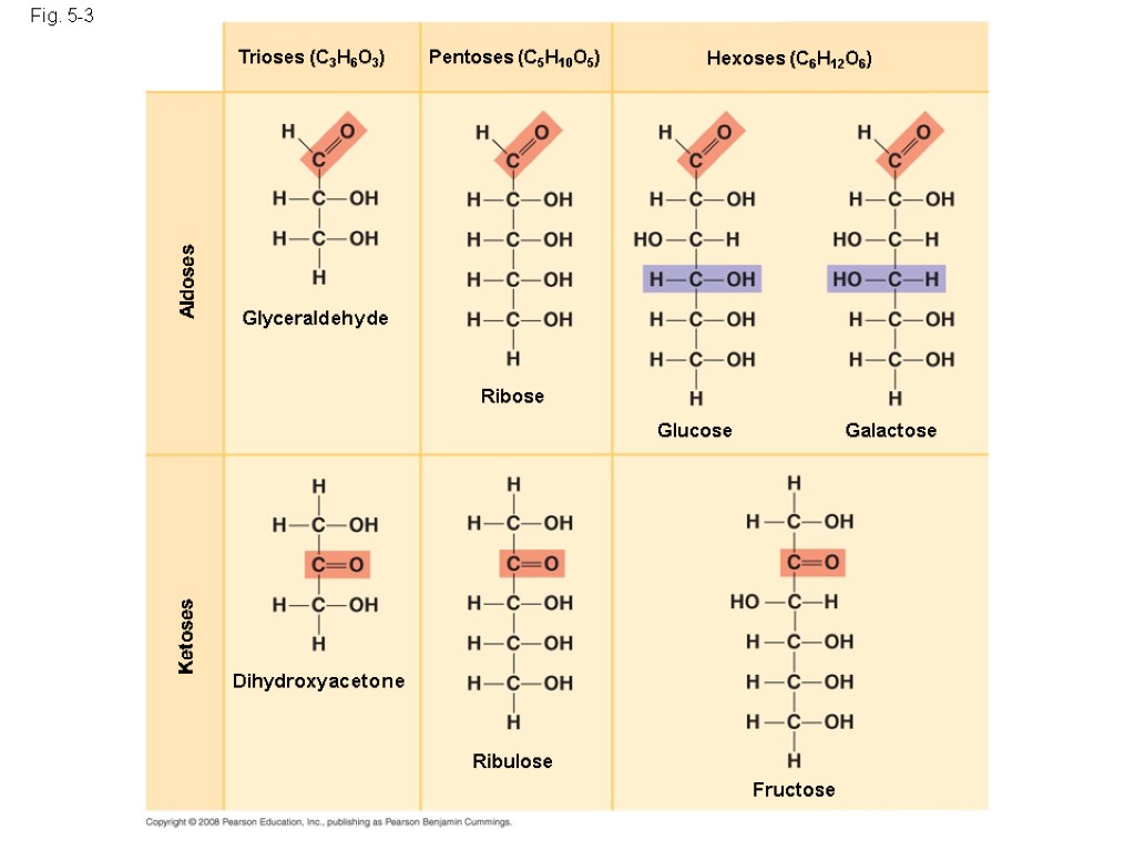 Fig. 5-3 Dihydroxyacetone Ribulose Ketoses Aldoses Fructose Glyceraldehyde Ribose Glucose Galactose Hexoses (C6H12O6) Pentoses